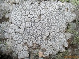 Lecanora rupicola var. rupicola image