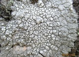 Lecanora rupicola var. rupicola image