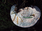 Fomitopsis cajanderi image
