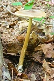 Amanita sect. Vaginatae image