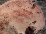 Fomitopsis cajanderi image
