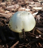 Agaricus auricolor image