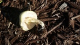 Agaricus auricolor image