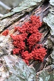 Arcyria denudata image