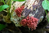 Arcyria denudata image