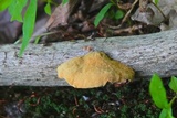 Hapalopilus rutilans image