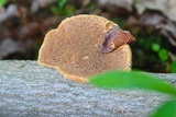 Hapalopilus rutilans image