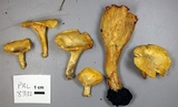 Cantharellus chicagoensis image