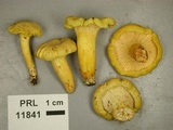 Cantharellus chicagoensis image