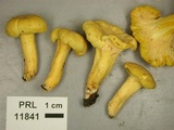 Cantharellus chicagoensis image