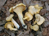 Cantharellus chicagoensis image