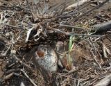 Battarrea phalloides image