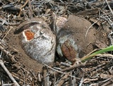 Battarrea phalloides image