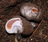Battarrea phalloides image