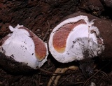 Battarrea phalloides image