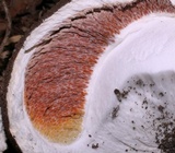 Battarrea phalloides image