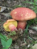 Baorangia bicolor image