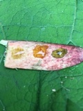 Baorangia bicolor image