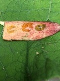 Baorangia bicolor image