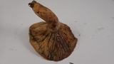 Lactarius rubrilacteus image