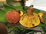 Baorangia bicolor image