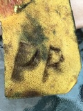 Baorangia bicolor image