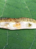 Baorangia bicolor image