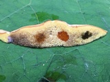 Baorangia bicolor image