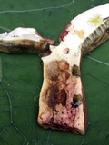 Baorangia bicolor image