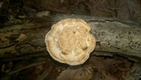Meripilus sumstinei image