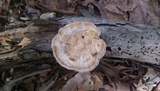 Meripilus sumstinei image