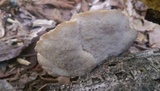 Meripilus sumstinei image