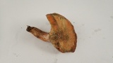 Lactarius rubrilacteus image