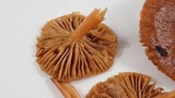 Lactarius subviscidus image