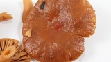 Lactarius subviscidus image