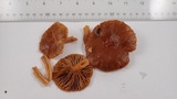 Lactarius subviscidus image