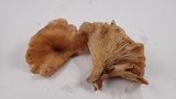 Lentinus strigosus image