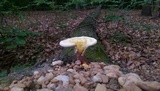 Ganoderma curtisii image