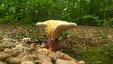 Ganoderma curtisii image