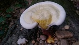 Ganoderma curtisii image