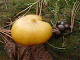 Lycogala epidendrum image