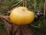 Tricholomopsis sulphureoides image