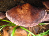 Fomitopsis cajanderi image