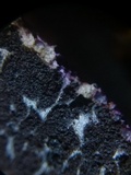 Nectriopsis violacea image