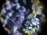 Nectriopsis violacea image