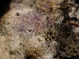Nectriopsis violacea image