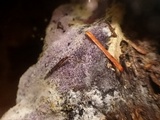 Nectriopsis violacea image