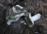 Russula aeruginea image