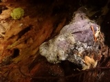 Nectriopsis violacea image