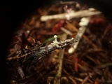 Onygena corvina image